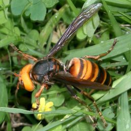 オオスズメバチ