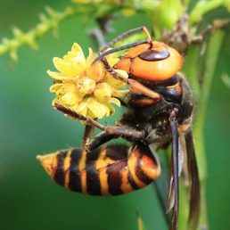 オオスズメバチ